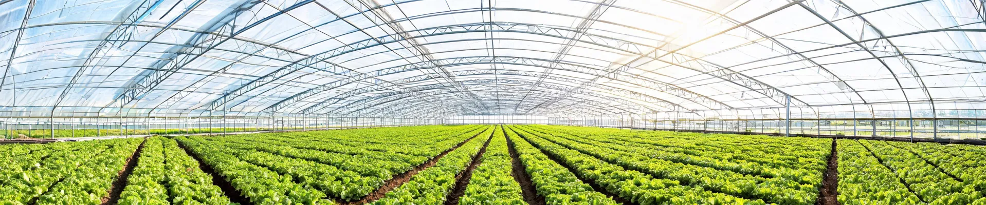 Greenhouse film covering viewed along crop rows