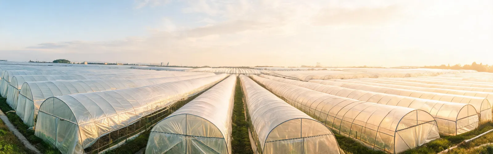 Covered greenhouse at the end of the workday