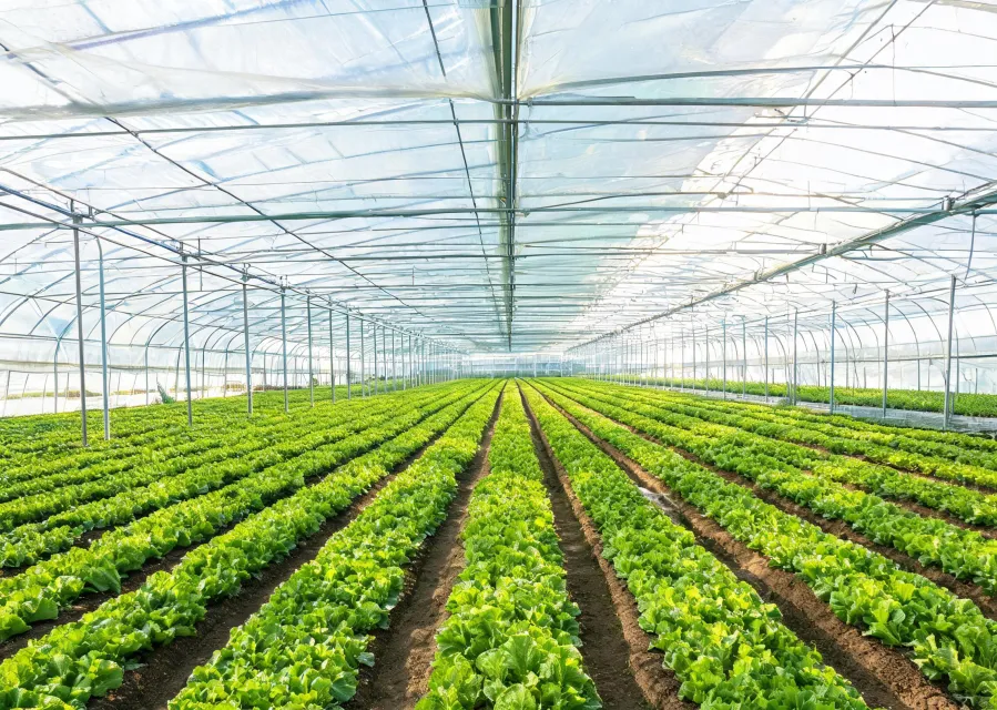 Translucent film over a commercial greenhouse