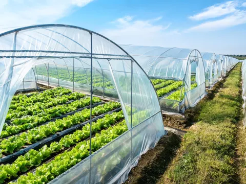 Vegetable tunnels