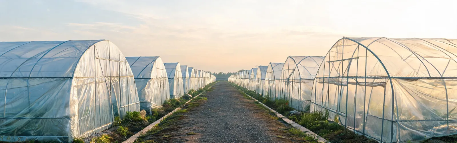 Covered greenhouse at the end of the workday